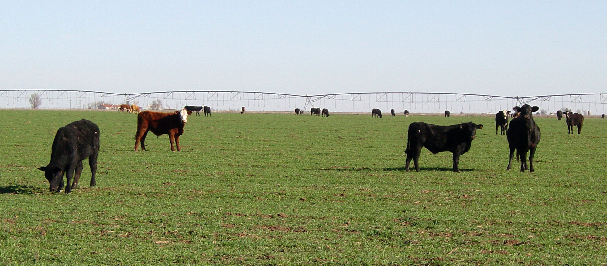 SS Winter Wheat